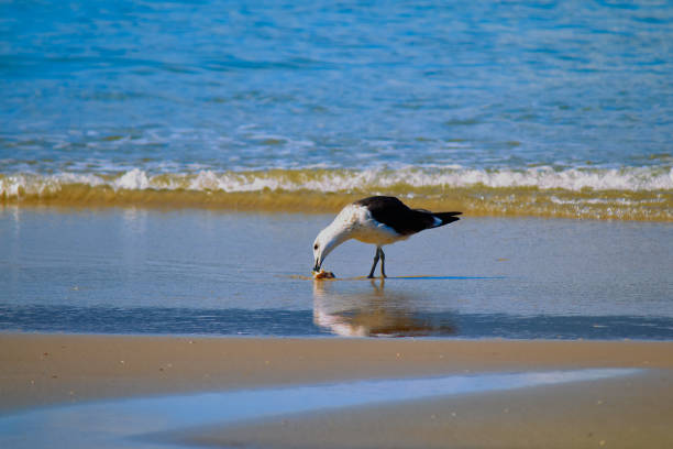 gull ( Larus dominicanus ), feeding in the water mirror on the sand, formed by the waves - FLORIANOPOLIS,  SC,  BRAZIL.