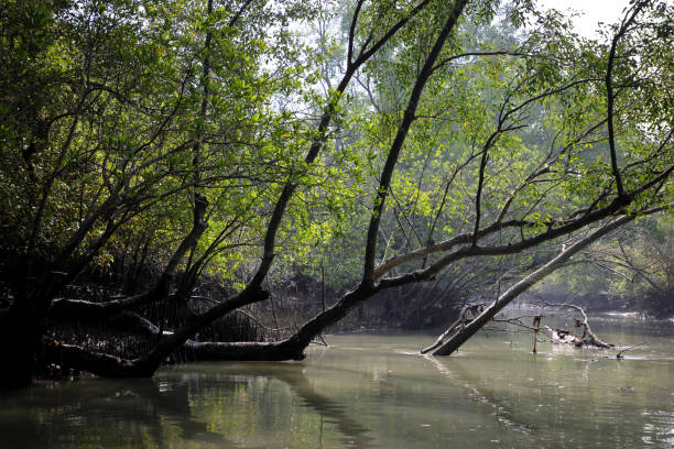 istock A canal in Sundarbans 1478171963