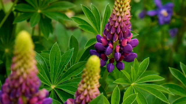Lupine blooms in the garden. Selective focus. Nature.