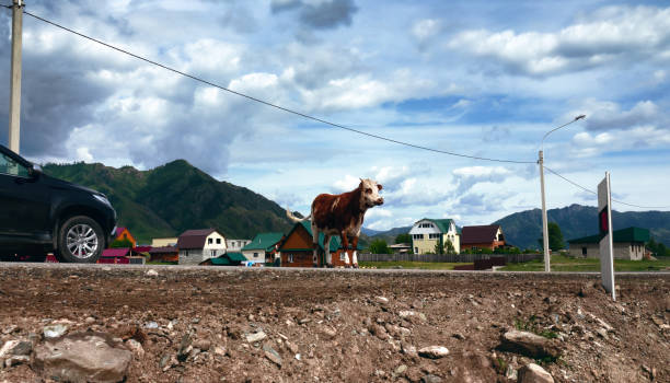 The cow stepped onto the roadway and the car stopped. Village cows have their own traffic rules, which often lead to car accidents