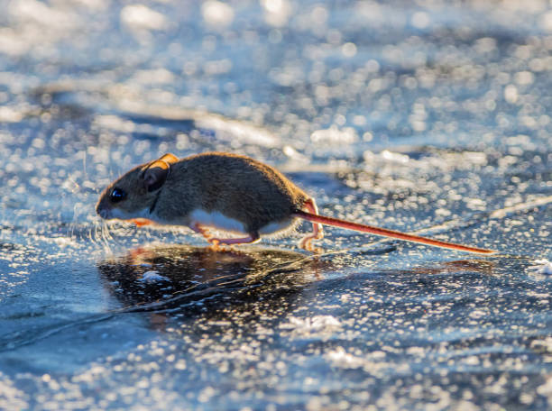 The mouse quickly crosses the frozen river