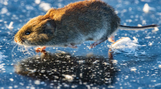 istock The mouse quickly crosses the frozen river 1478172433