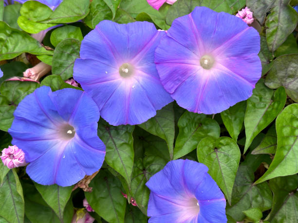 istock Ipomoea flowers in the garden 1478174494