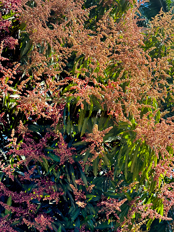 Flowering mango tree, Plantation, Florida, USA