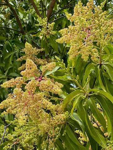 Flowering mango tree, Plantation, Florida, USA