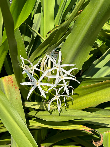 Spider lily outdoors, Florida, USA