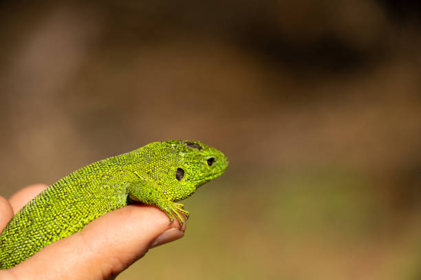istock a small green lizard sitting on a hand caught in a park in Ukraine 1478175814