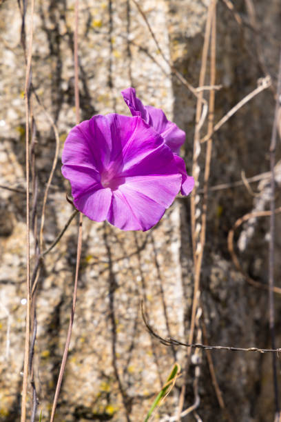 istock Purple morning glory blossom in the sun. 1478175863