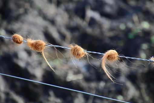 Red highland cows hair caught on barbed wire