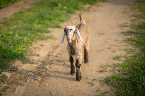 jeune chèvre espiègle sur une prairie verdoyante. - belement photos et images de collection