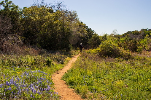 A sliver-haired senior walking on the footpath on a beautiful Spring Day enjoying the wildflowers and Texas Bluebonnets along the way at a state park in the Texas Hill Country