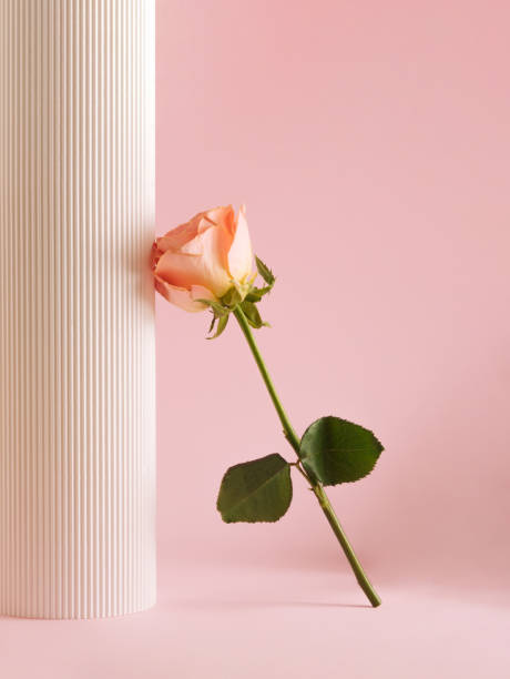 istock Contemporary composition with rose flower and white pillar on pastel pink background. Minimal spring idea. Modern aesthetic. 1478178238