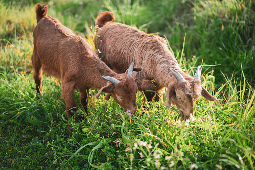 Goat Yeanlings are feeding on a green meadow.