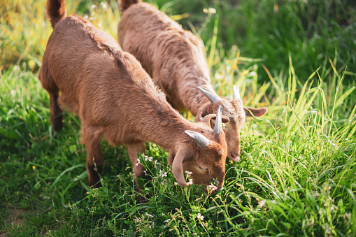 Goat Yeanlings are feeding on a green meadow.