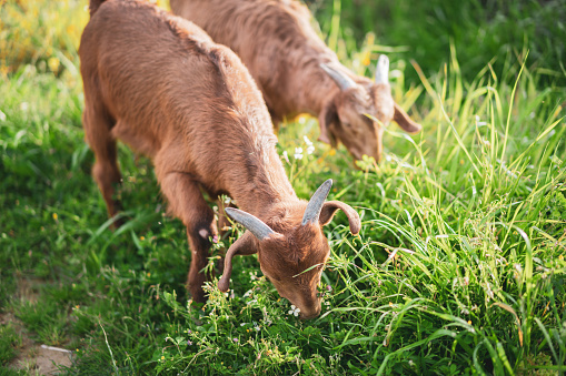 A white goat eats grass in the field.