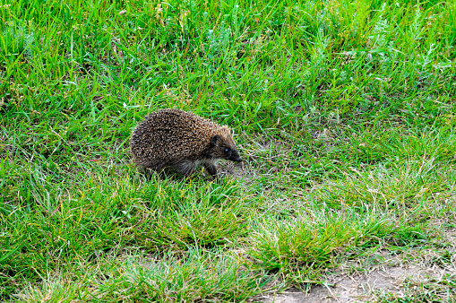 Young hedgehog on green summer grass.