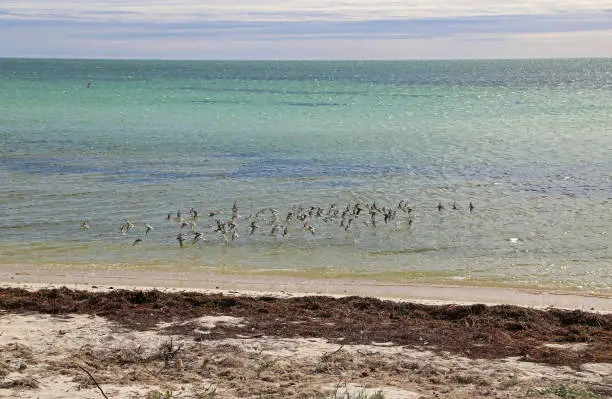 Photo of Flock of birds flying