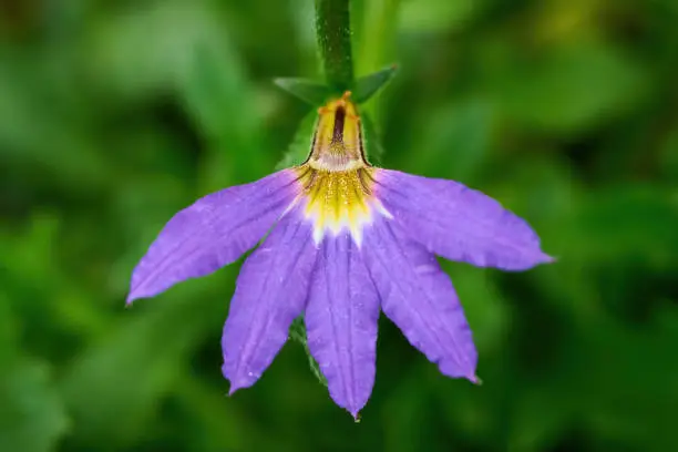 Scaevola aemula, commonly known as the fairy fan-flower or common fan-flower