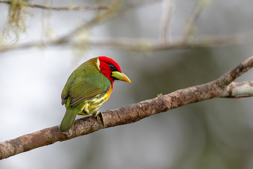 red-headed barbet (Eubucco bourcierii) male sitting on a branch in the mountains of Central Costa Rica