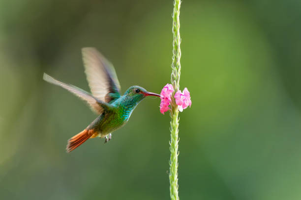 istock Rufous-tailed hummingbird flying 1478183117