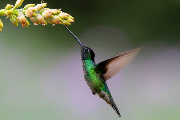 istock Magnificent Hummingbird flying 1478183262