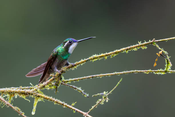 istock Hummingbird, White-throated Mountain-gem 1478183274