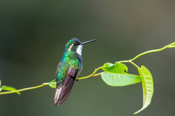 istock Hummingbird, White-throated Mountain-gem 1478183304