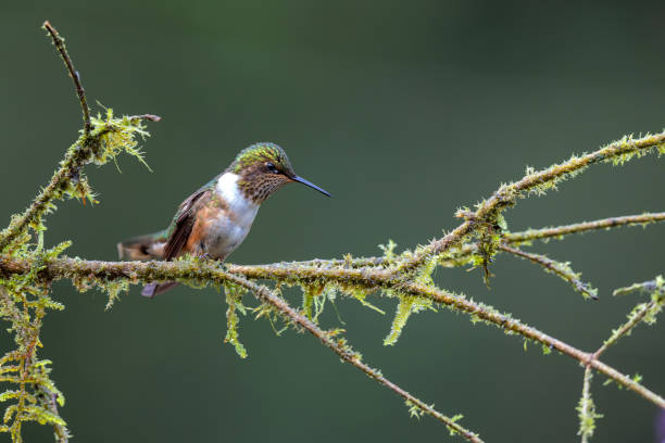 istock volcano Hummingbird in the mountains 1478183314