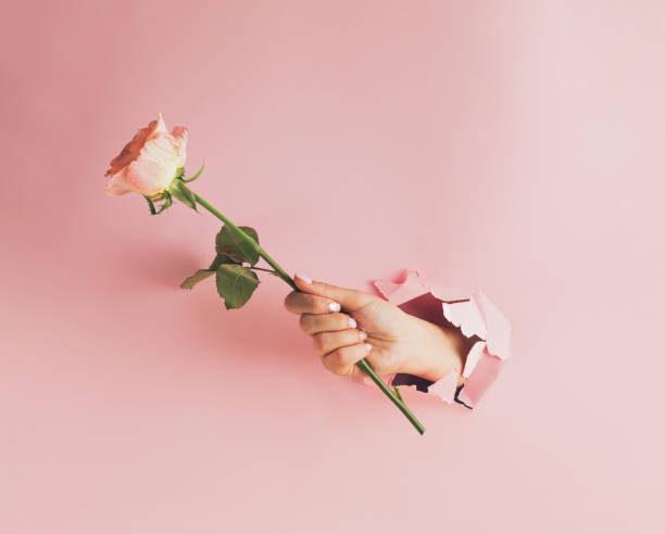 istock Creative spring composition made of woman's hand and rose flower. Pastel pink torn paper. Mother's day card. Modern aesthetic. 1478183370