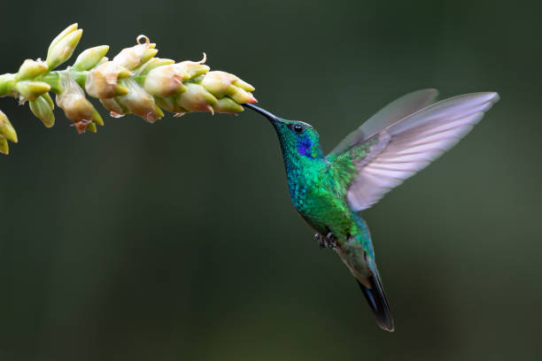 Hummingbird - Green violet-ear Colibri stock photo
