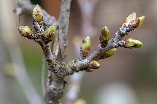 Spring, plant buds, flowers. The end of March. Central Europe. Plants wake up after winter rest. Day. Winter.