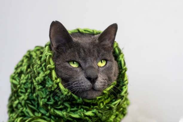 istock pensive gray cat in a knitted green scarf on a light background 1478183674