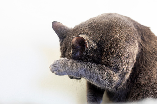 gray-brown Burmese cat washes its muzzle with its paws on a light background