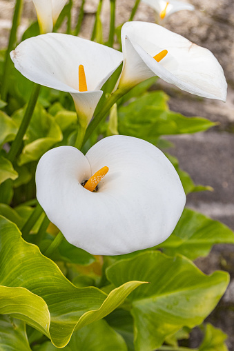 Europe, Portugal, Soajo. White calla lily flowers in a garden in Soajo.