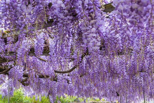 Europe, Portugal, Soajo. Purple flowering wisteria in a village in Portugal.