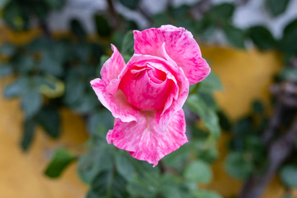 Europe, Portugal, Obidos. A pink rose in a garden in Obidos.