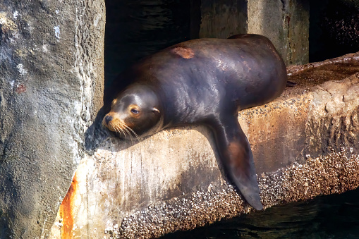 Sea lion taking a nap underneath pier