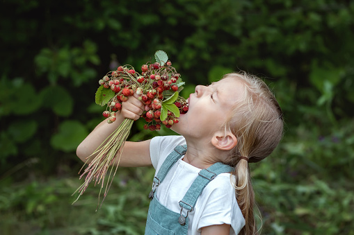Cute  girl eating  fresh wild strawberries