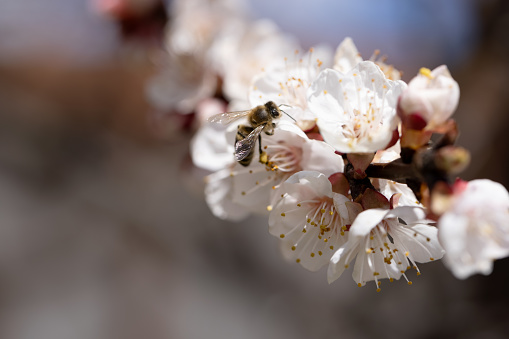 Bee on a spring flower collecting pollen and nectar. White, pink beautiful spring flowers on tree blooming in spring. Selective focus. High quality photo. Spring primrose. Close-up of a bee. Spring start of life. Beautifully blooming trees in the garden, cherry blossom