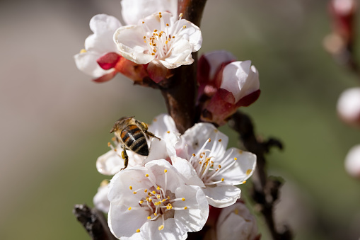 honey bee on apricot blossom pollinating and collecting pollen with place for text copy space spring theme