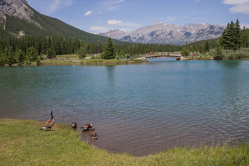 Mountain lake with wooden bridge. Canadian geese in Banff National Park, Alberta, Canada Wild life