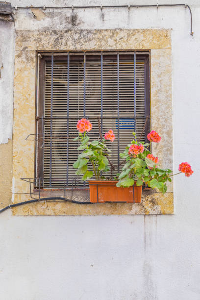 Europe, Portugal, Lisbon. Red flowers in a window box.