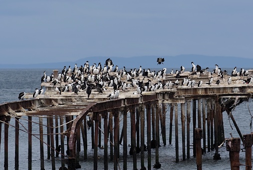 A disused, old seaside pier full of Imperial Shags (Leucocarbo atriceps), either resting or nesting, in the port city of Punta Arenas, Chile