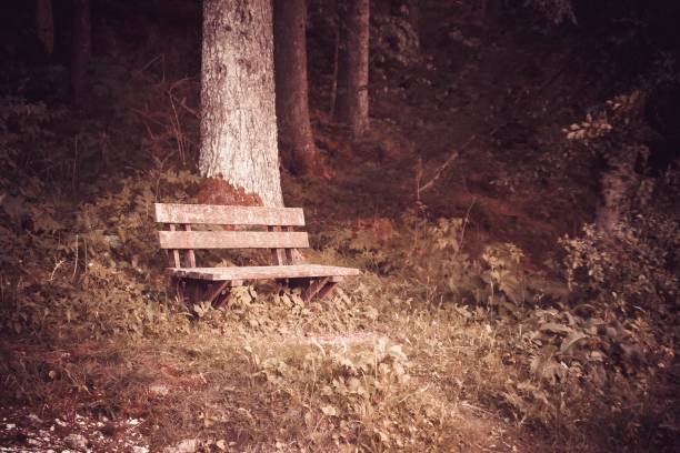 A wooden bench surrounded by lush greenery in a forest setting