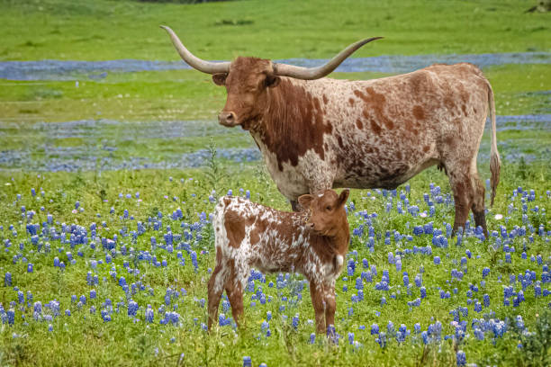 Texas Longhorns and Bluebonnets in the Spring