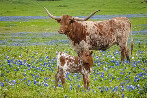 Mother and calf longhorn enjoying the beautiful bluebonnet wildlflowers on a farm in Texas