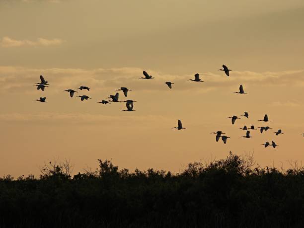 istock White Ibis' (Eudocimus albus) - flying over the wetlands at sunset 1478191878