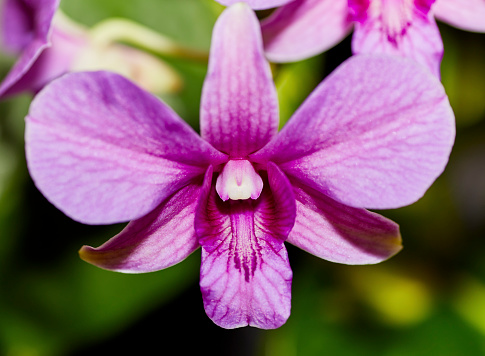 Close up of a Pink Cattleya Orchid Flower