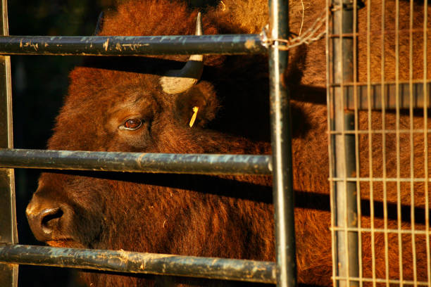 In central Colorado is herd of bison or buffalo laying down resting. An adult White Buffalo is in the center of the circle. The white buffalo is a sacred symbol of hope, renewL, and spiritual rebirth for many American Indian tribes, particularly the Lakota and Sioux.