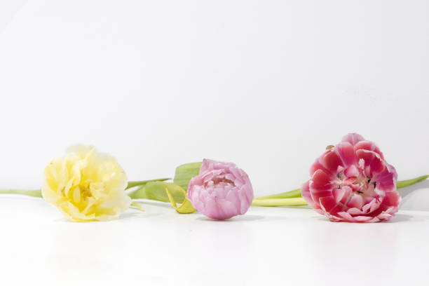 黄色、ライラック、マゼンタの3つの色とりどりのチューリップの花が並んでおり、オランダ産で、背景が白、茎が緑 - growth tulip cultivated three objects ストックフォトと画像